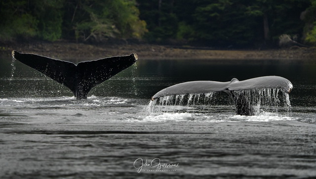 olympic peninsula landscape